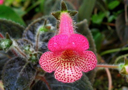 kohleria