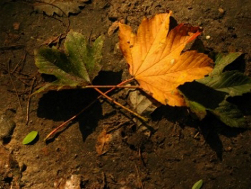 lavori novembre orto