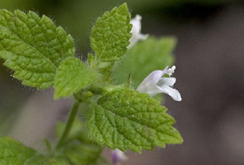 melissa officinalis