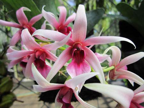 L'orchidea Epigenium