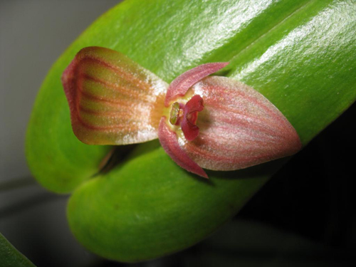L'orchidea Pleurothallis