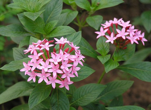 pentas lanceolata