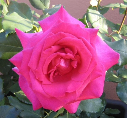 La rosa Wanda Ferragamo