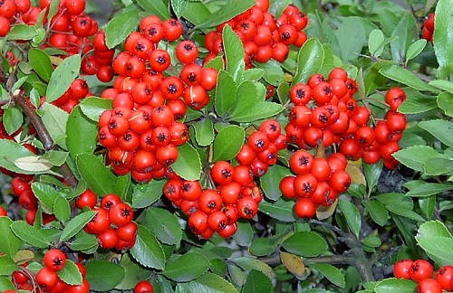 siepe pyracantha