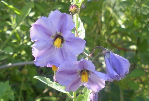 solanum