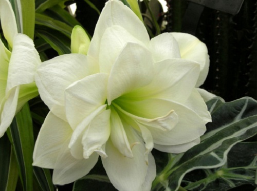 amaryllis