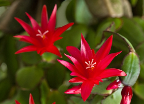 schlumbergera