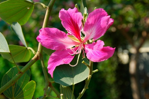 Bauhinia, arbusto fiorito poco resistente al freddo