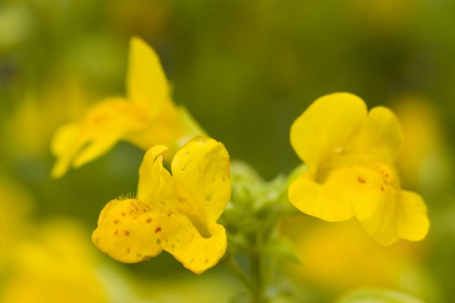 mimulus