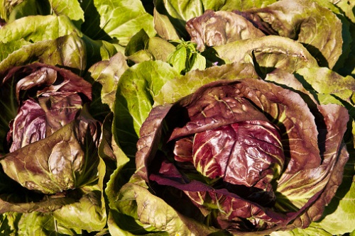 radicchio pre-imbianchimento