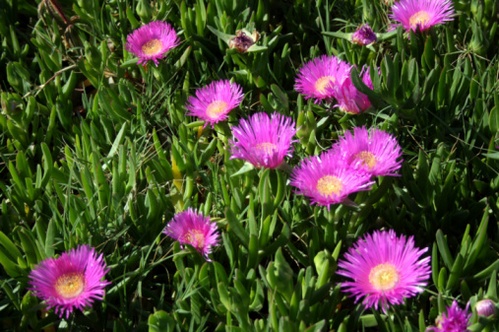 carpobrotus