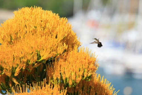 significato fiori agave