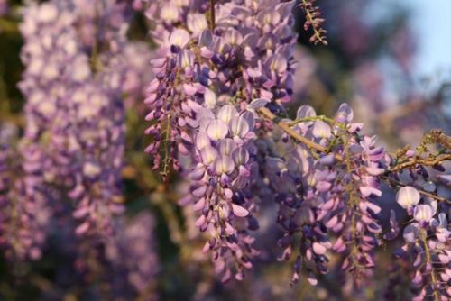 wisteria