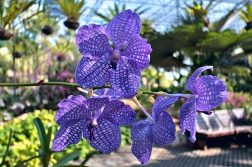 Orchidea Phalaenopsis blu: attenzione è artificiale