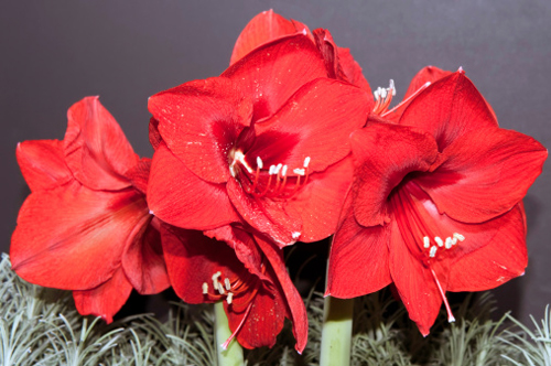 Amaryllis di natale