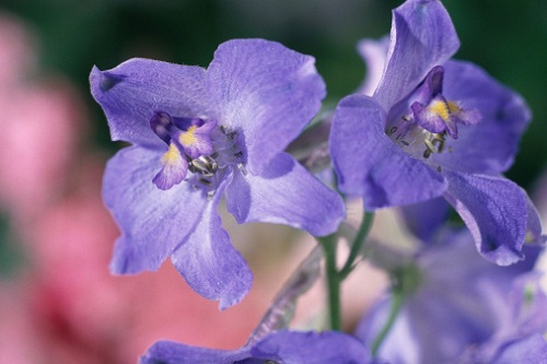 Piante d'appartamento: un natale a base di violette, giacinti e gelsomini