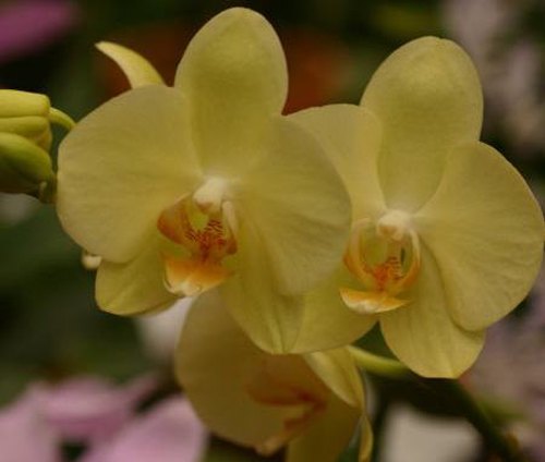 L'orchidea Phalaenopsis "Golden Emperor"