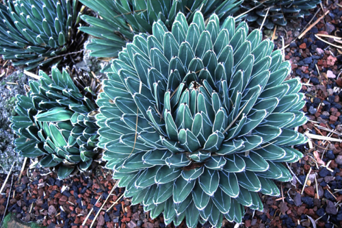 agave regina vittoria