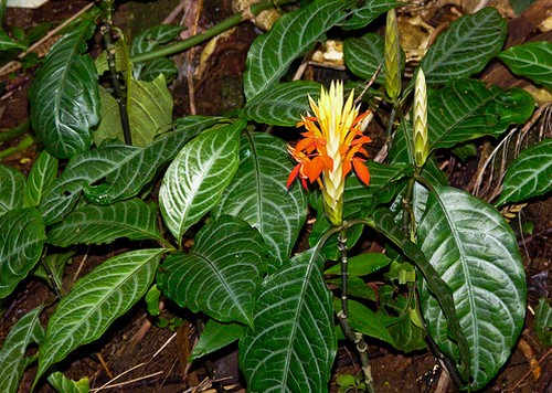 aphelandra aurantiaca