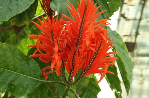 aphelandra tetragona