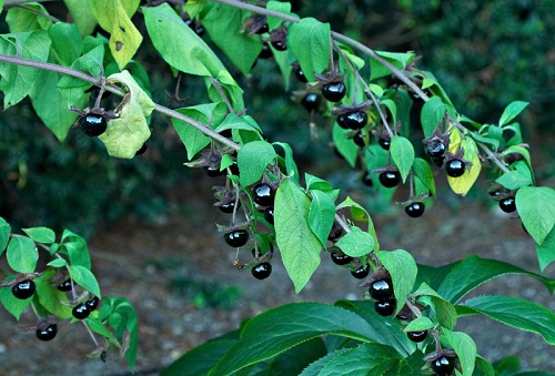 atropa_belladonna