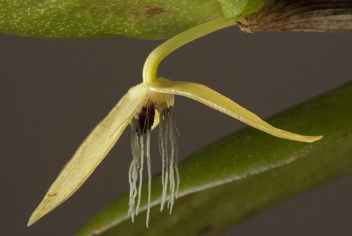 bulbophyllum-nocturnum