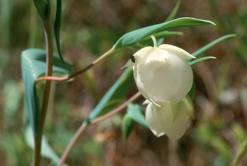 calochortus albus