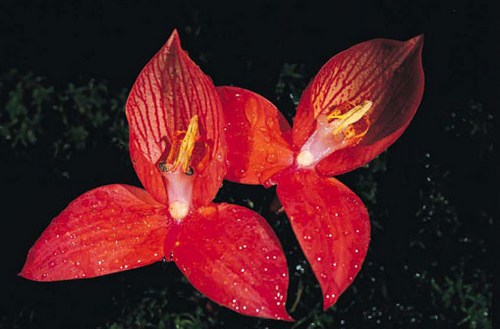 Piante di Natale, l'orchidea Disa uniflora