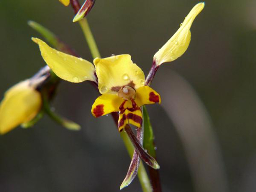 L'orchidea Diuris