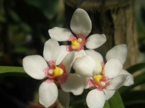 L'orchidea Sarcochilus 