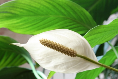 Spathiphyllum