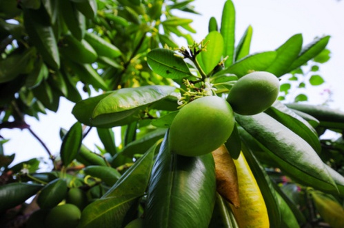 Alberi da frutto, la Mangifera indica