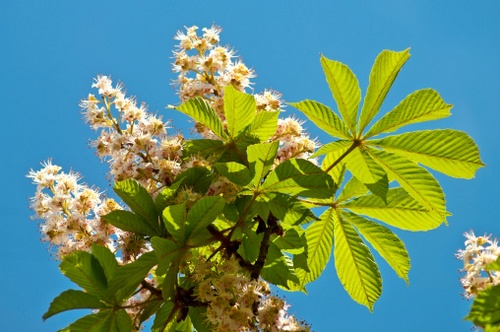 L'Aesculus ippocastanum, ovvero l'Ippocastano