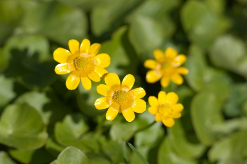 caltha palustris