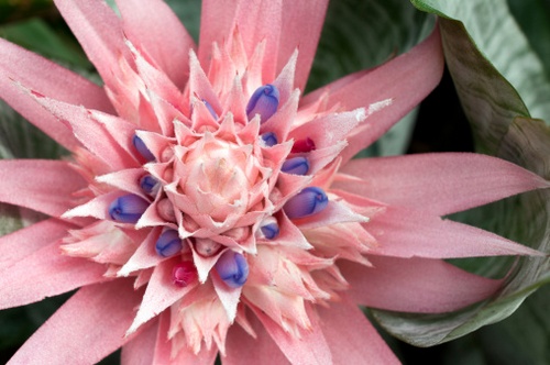 aechmea fasciata