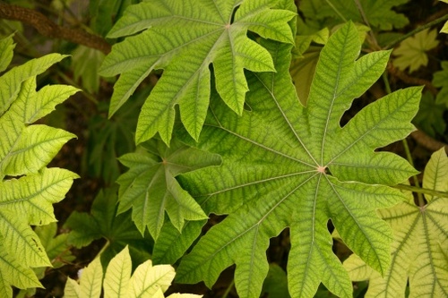 aralia