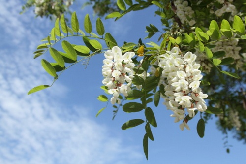 robinia