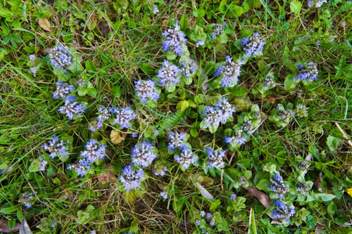 ajuga