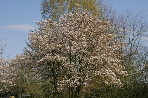 Amelanchier canadensis