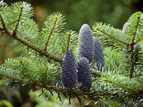 abies koreana