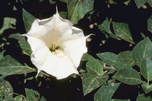 datura