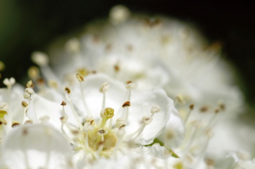 Significato dei fiori: il biancospino