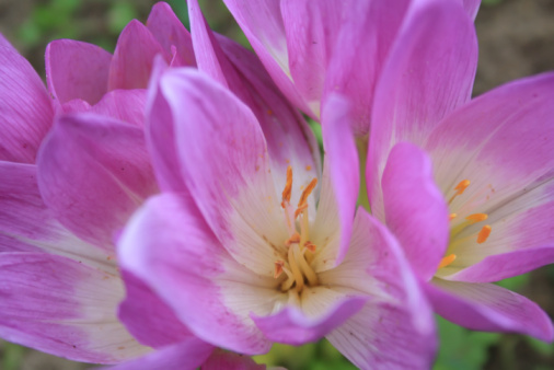 colchicum