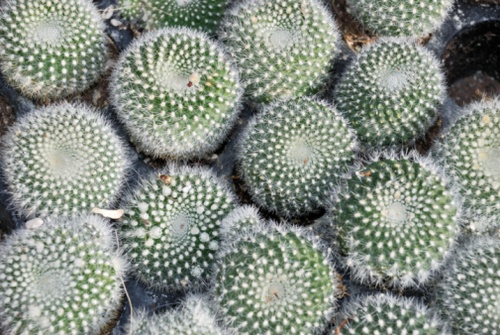 Mammillaria