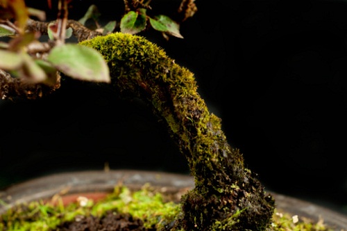 "Sotto il cielo d'inverno...": bonsai e tradizione dal 24 febbraio