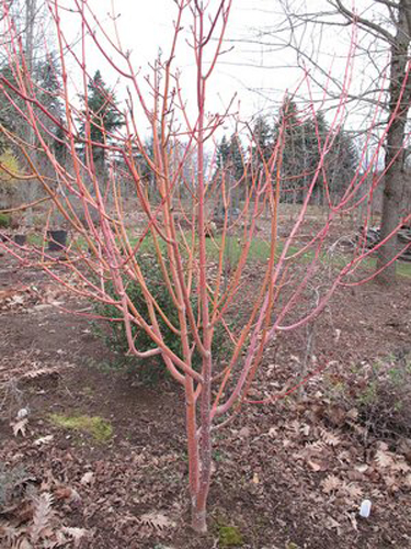 Acer x conspicuum “Phoenix”