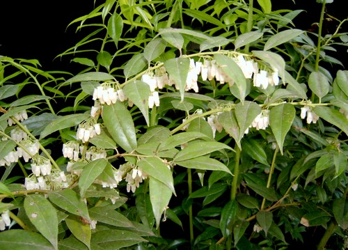 Piante arbustive, l'Agarista populifolia