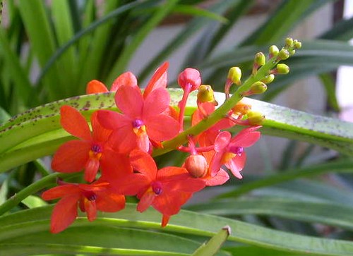Fiori per San Valentino, l'orchidea Ascocentrum