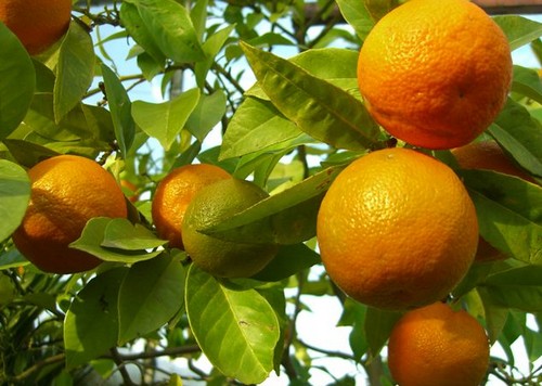 Alberi da frutto, il Citrus aurantium