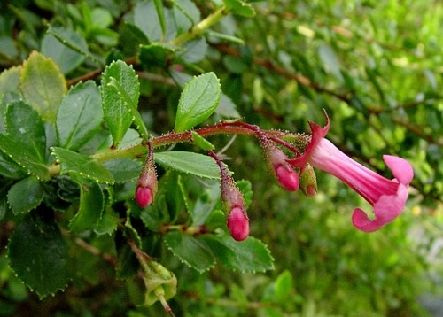 escallonia